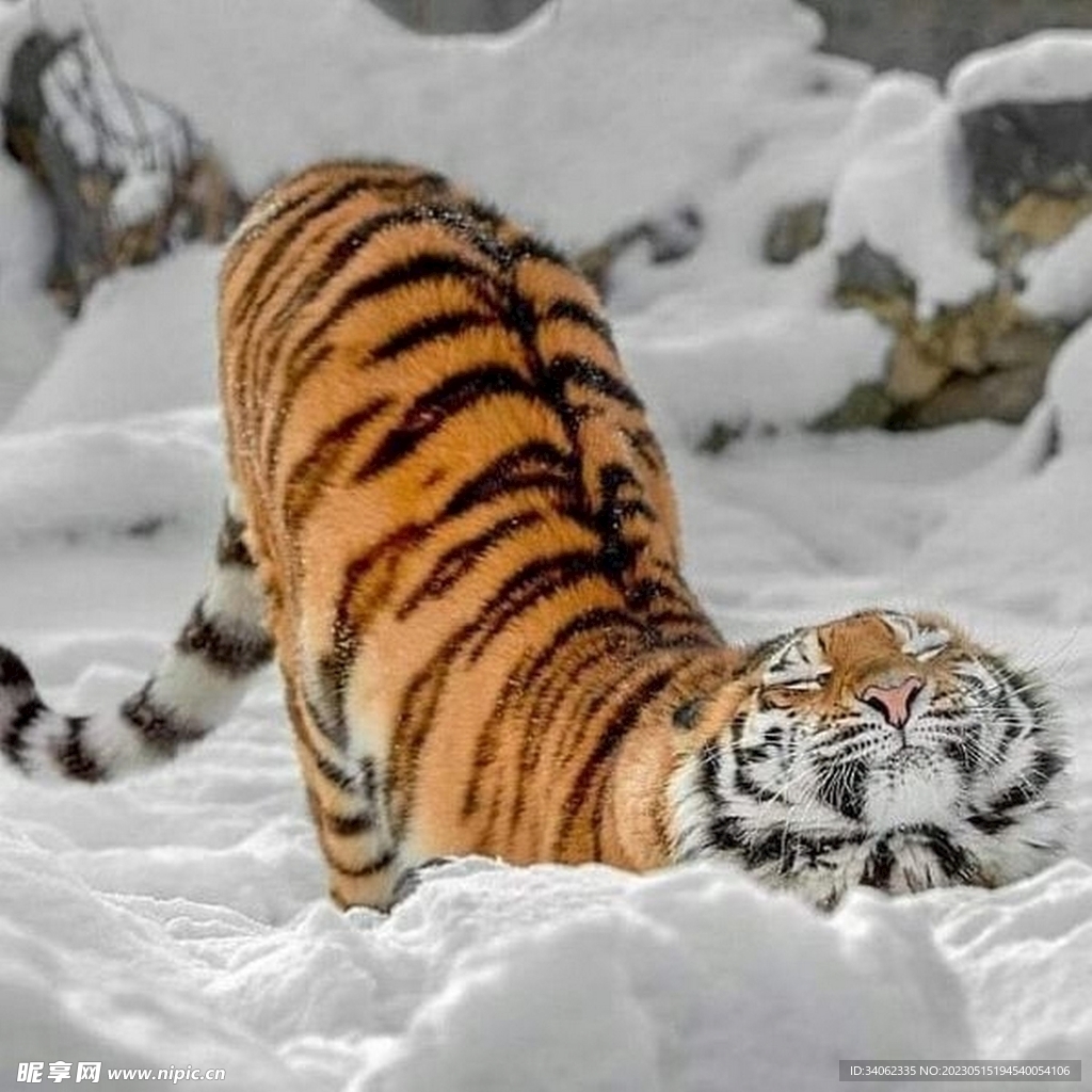 老虎素材图