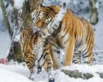 老虎图片