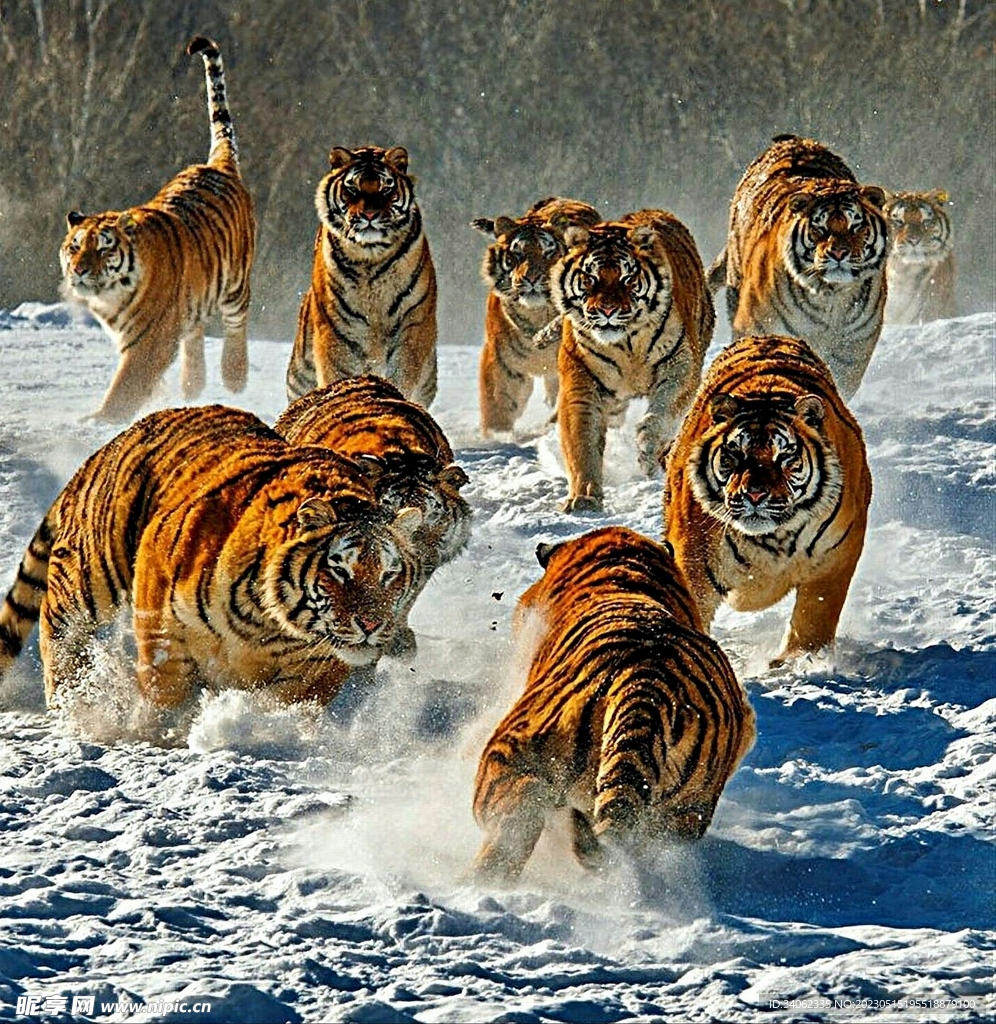 老虎图片