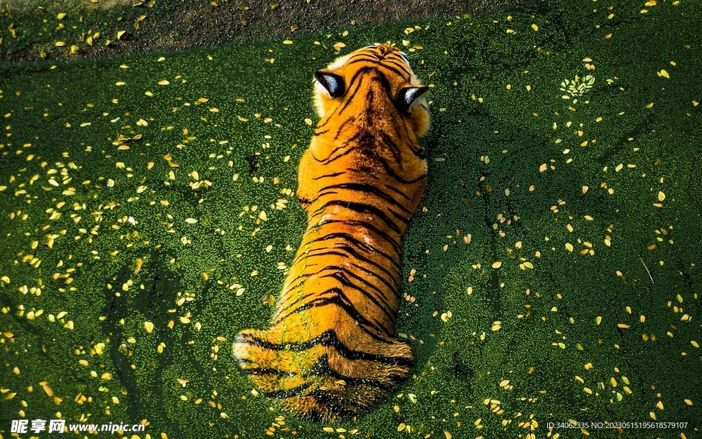 老虎图片
