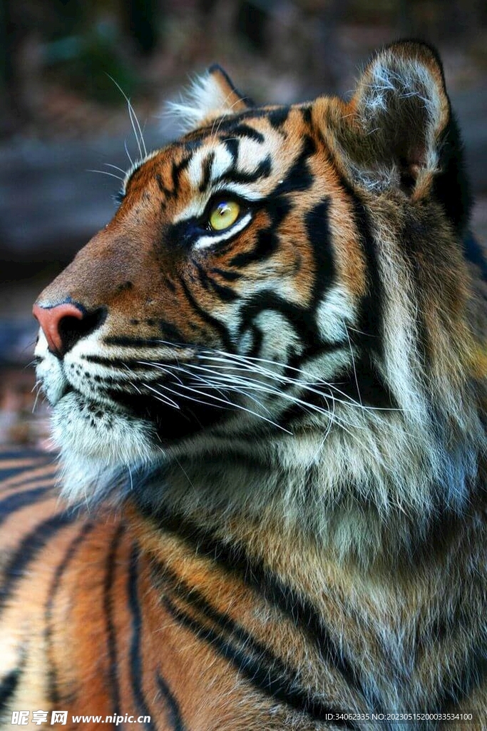 老虎图片