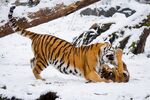 老虎图片