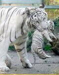 老虎图片