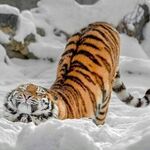 老虎图片