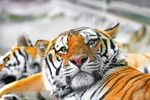 老虎图片