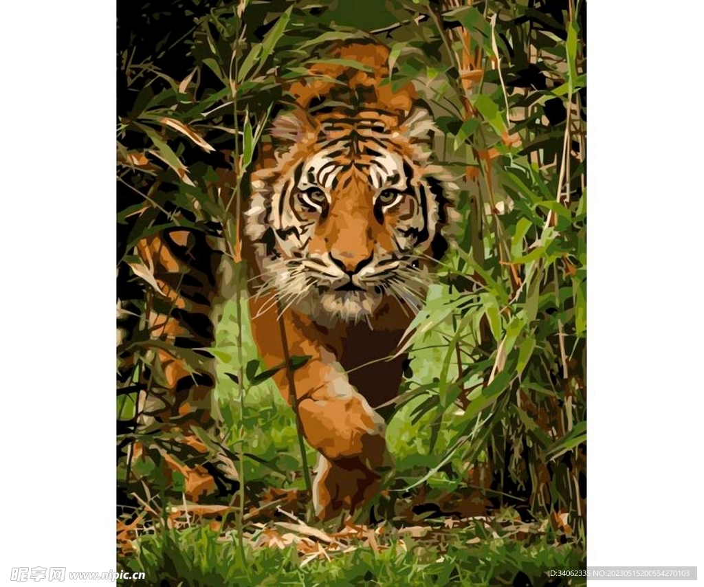老虎图片