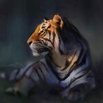 老虎图片