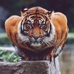 老虎图片
