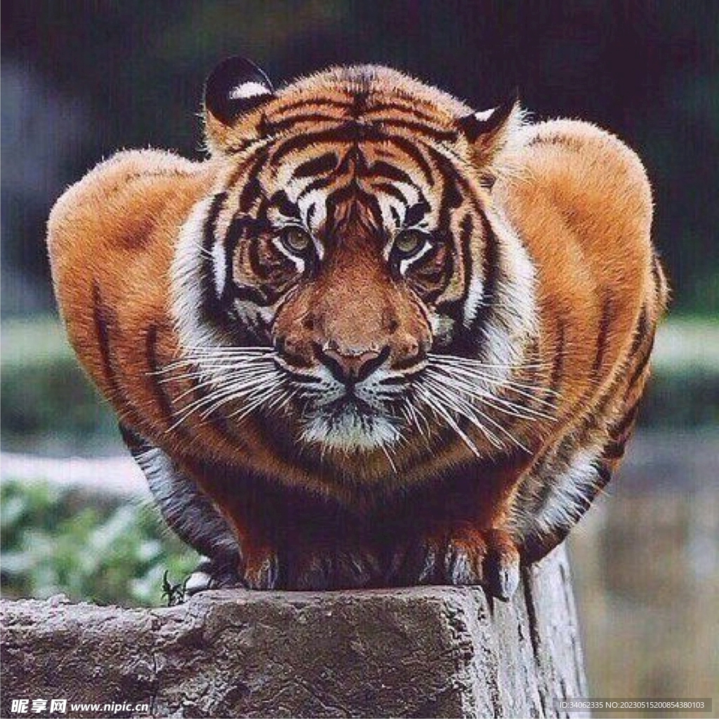 老虎图片