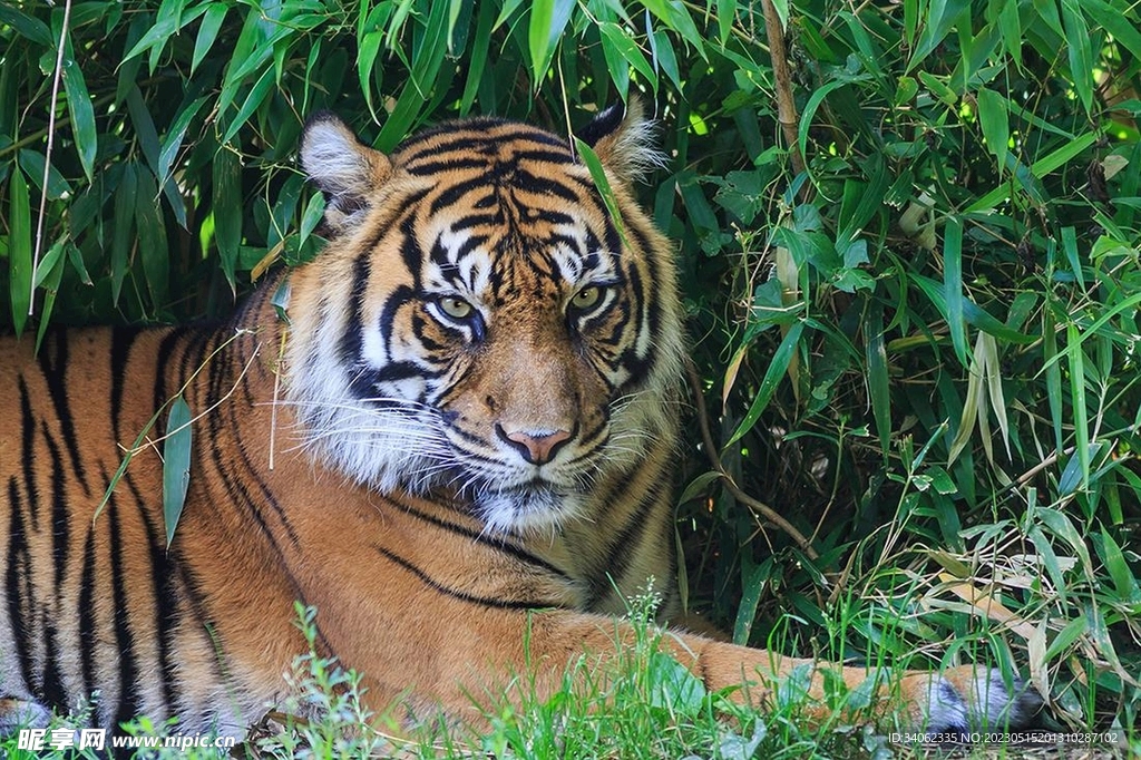 老虎图片