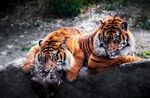 老虎图片