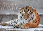 老虎图片