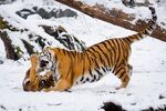 老虎图片