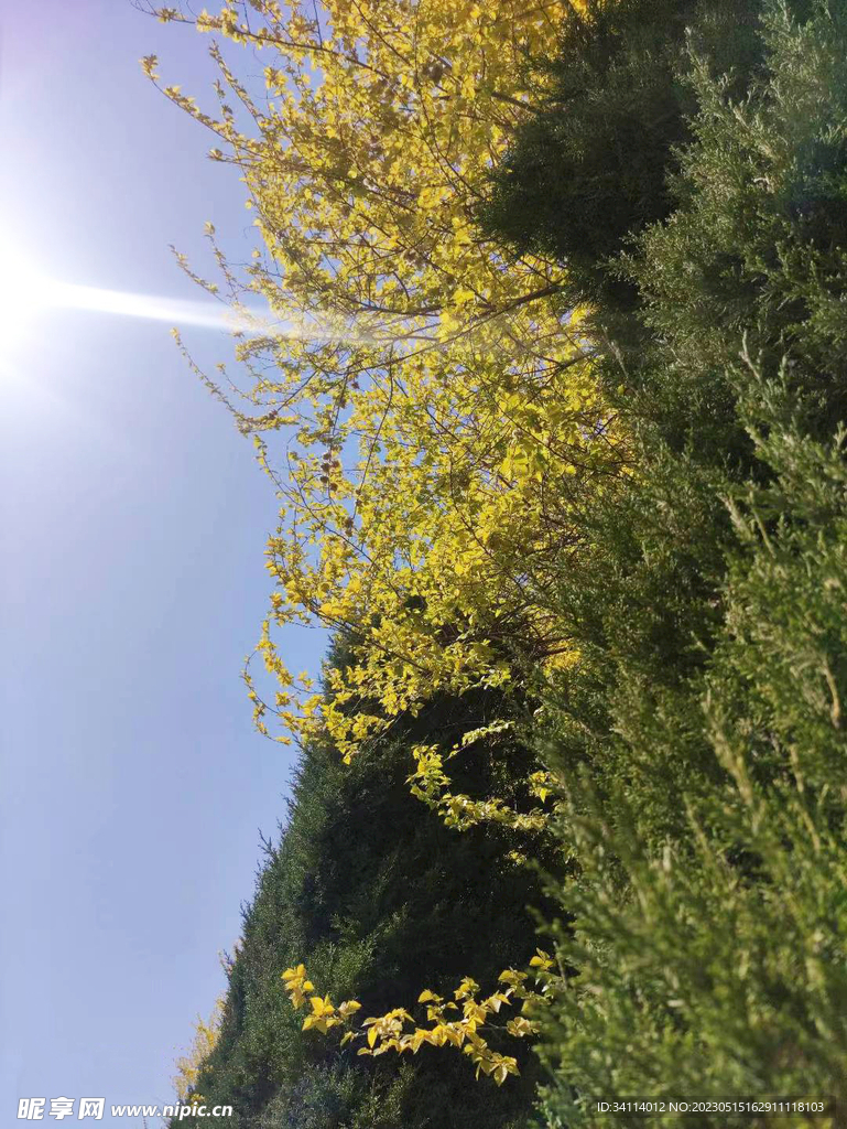松树阳光