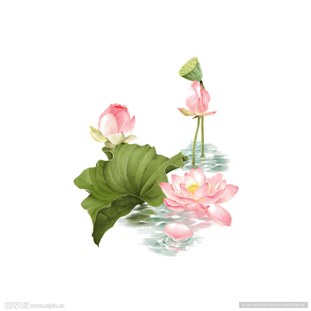 荷花