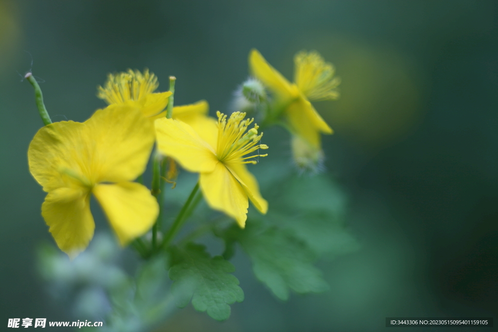 小黄花特写