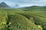 茶园清晨