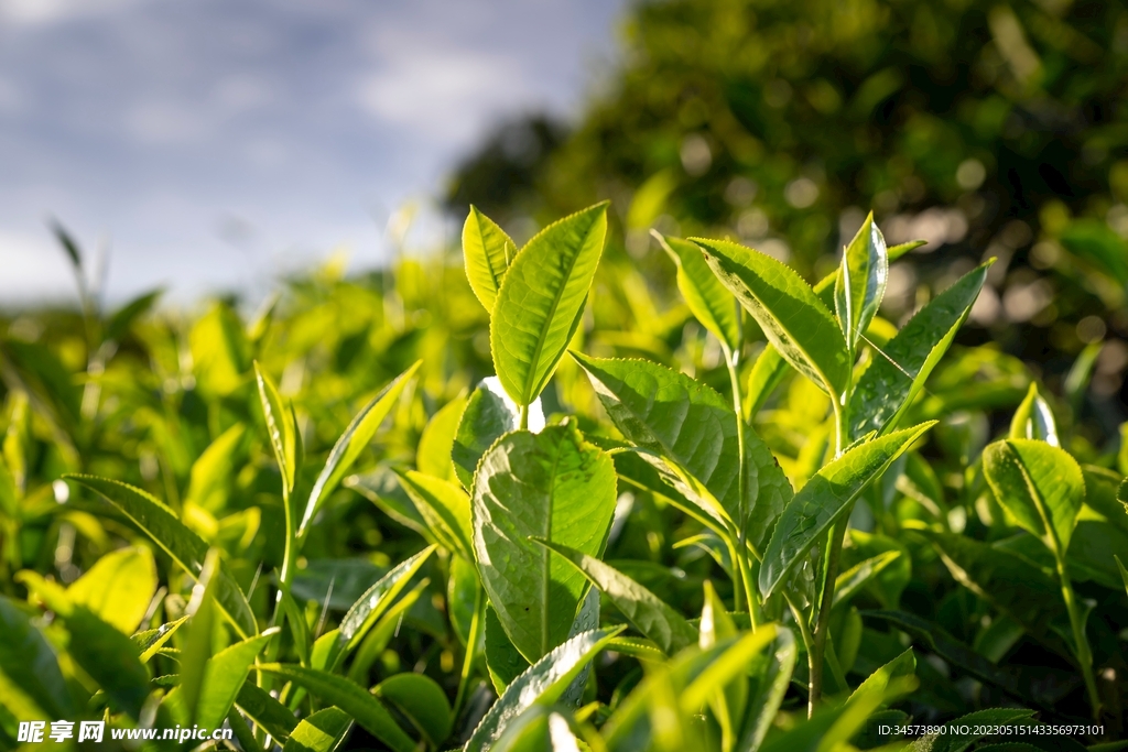 茶树嫩芽