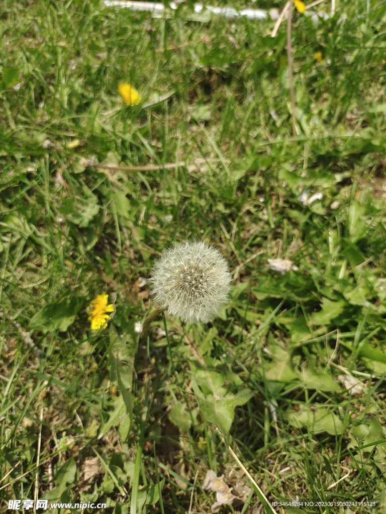 蒲公英