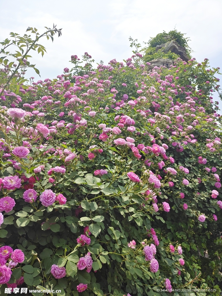 假山与花