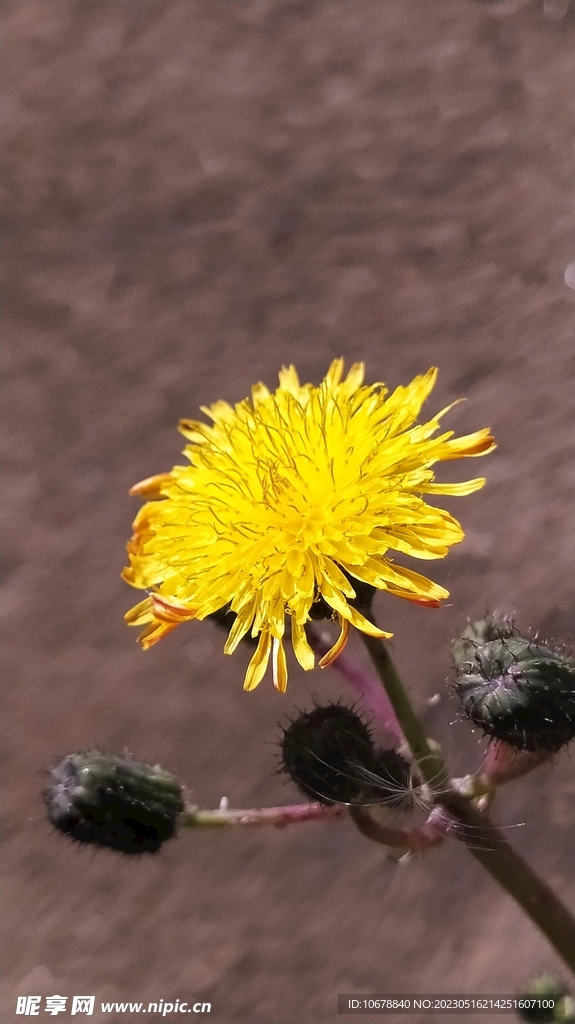 孤独的黄花