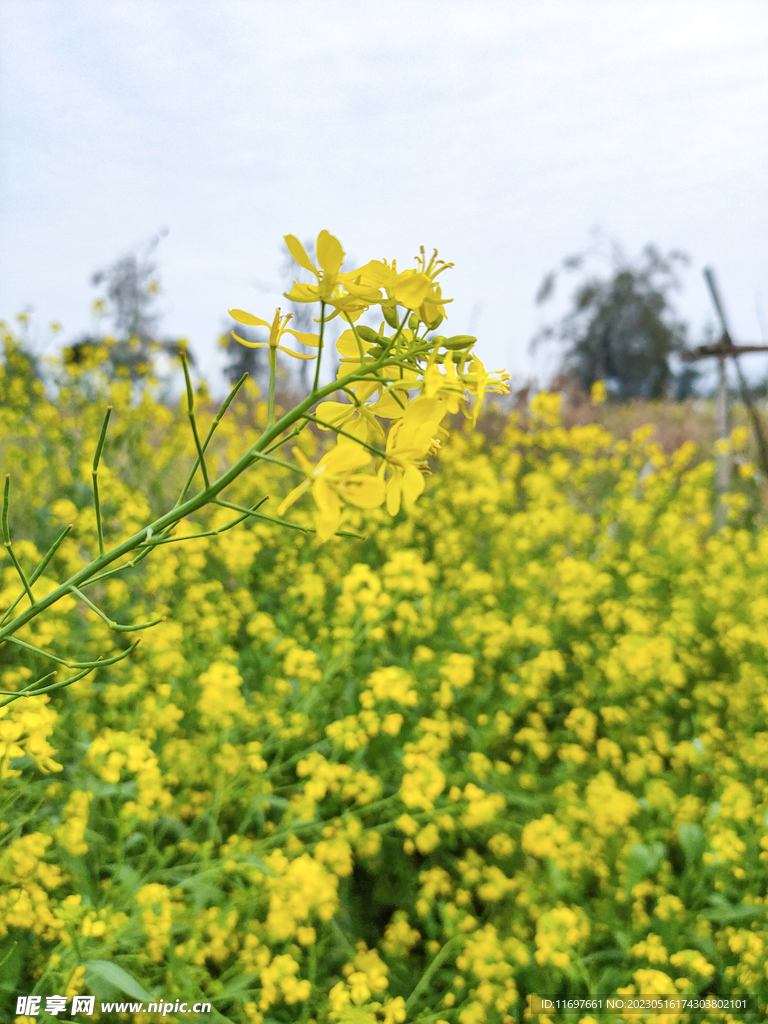 油菜花 