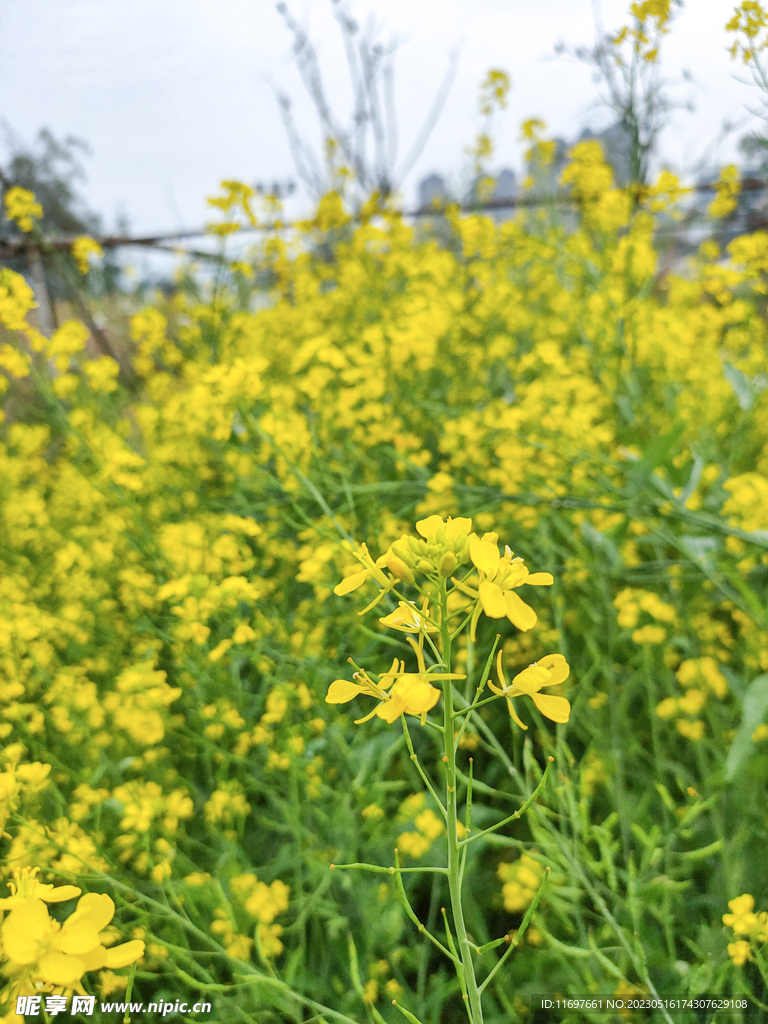 油菜花 