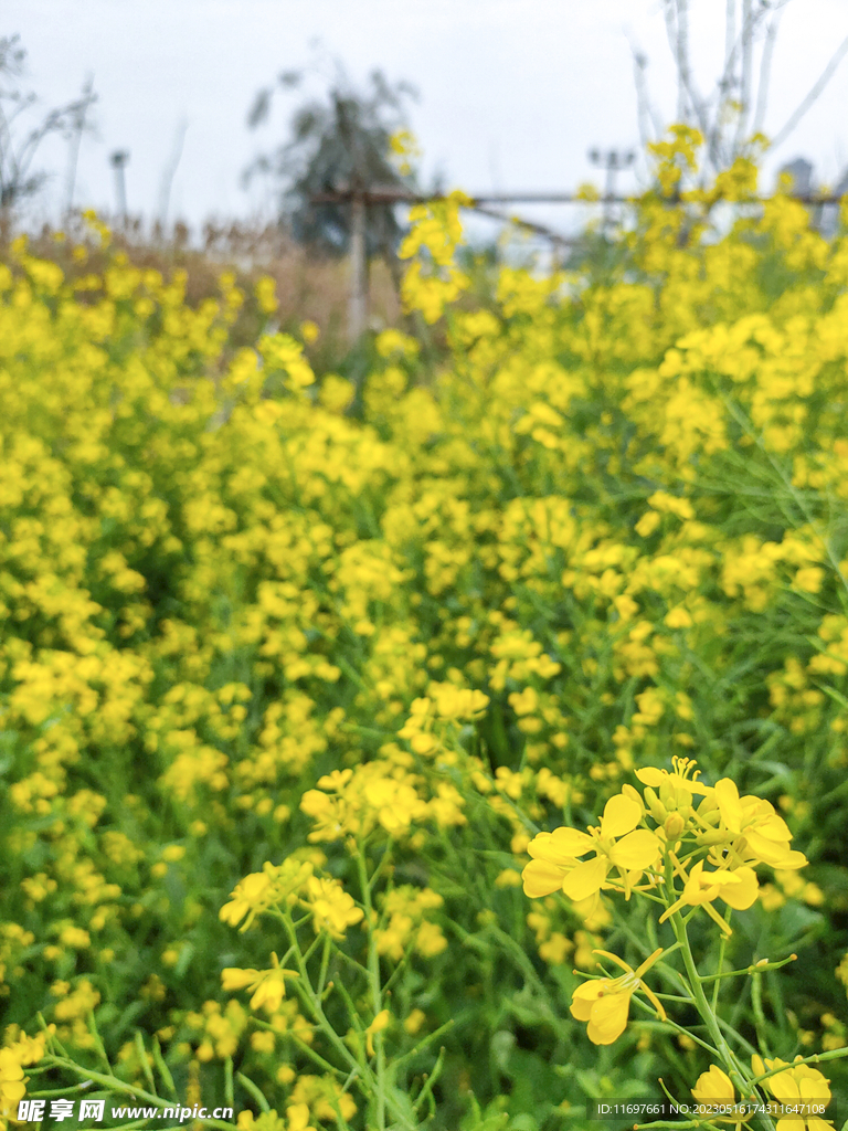 油菜花 