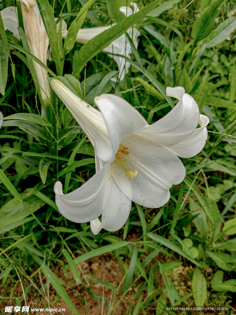 百合花  