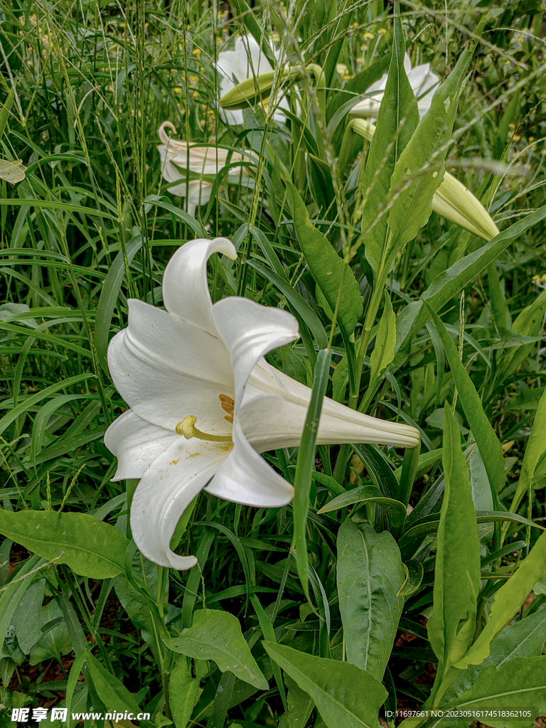 百合花  