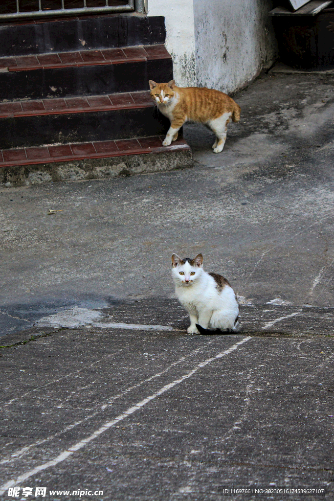 中华田园猫  