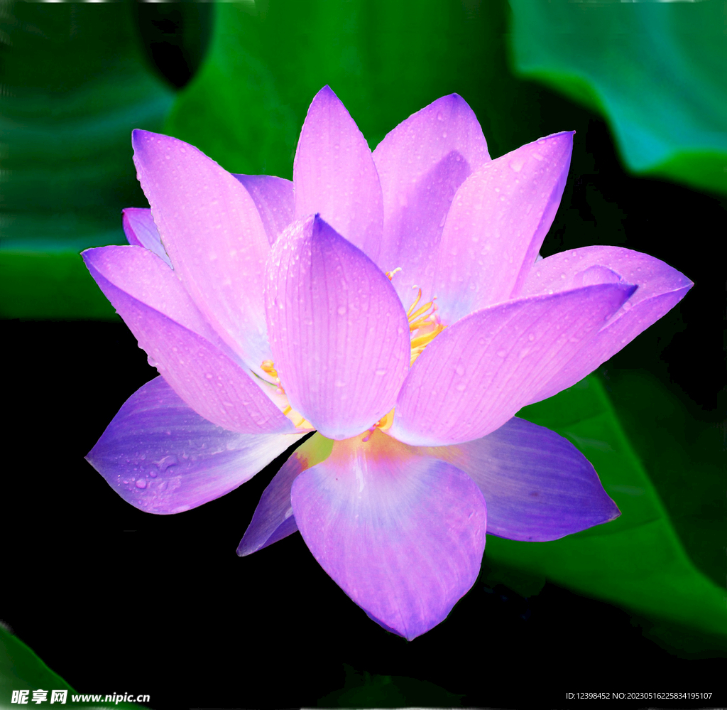 莲花