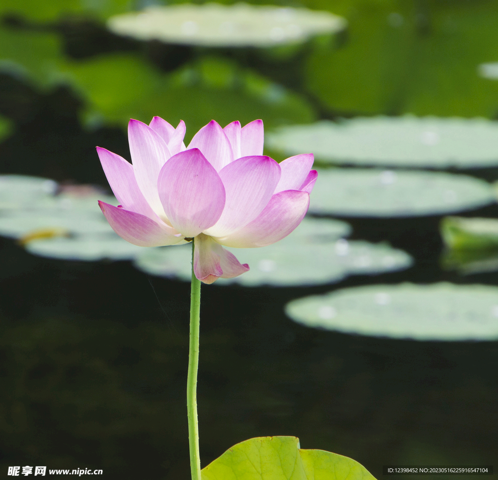 荷花