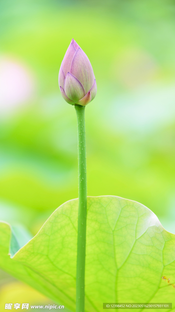 莲花