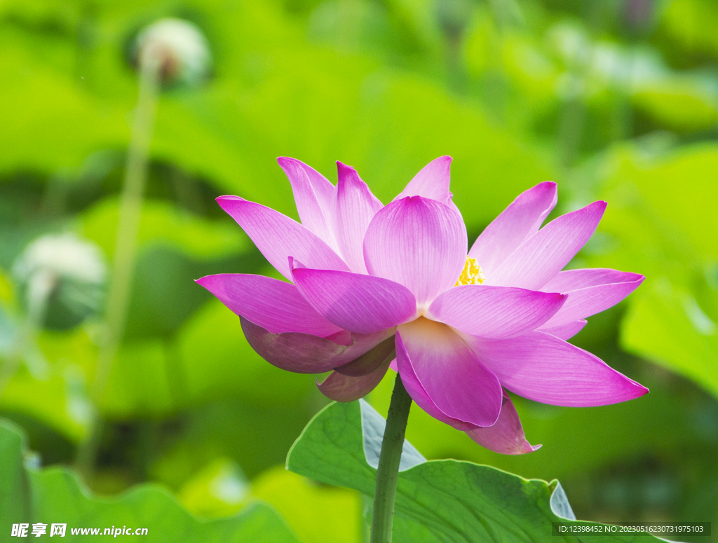 莲花