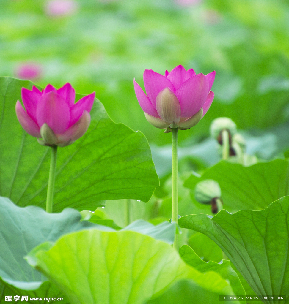 莲花