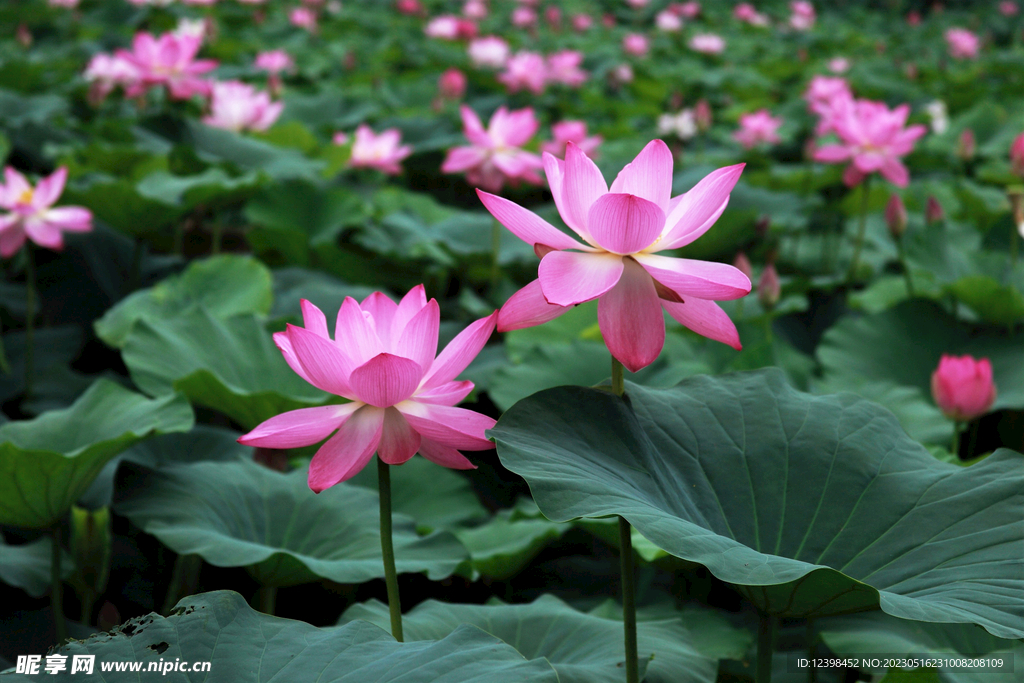 莲花