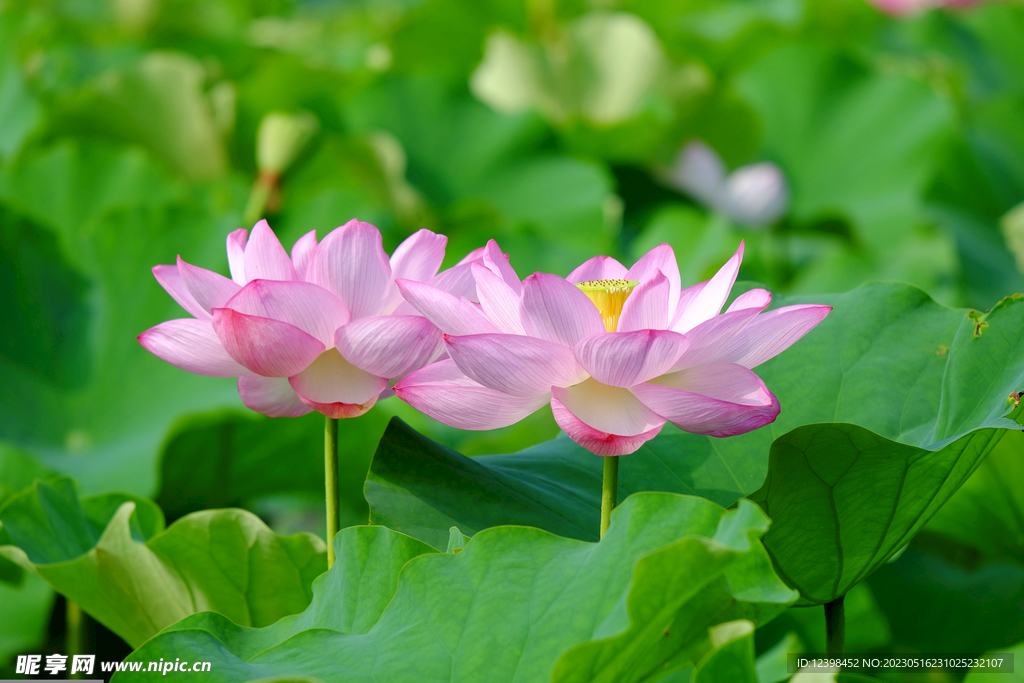 莲花