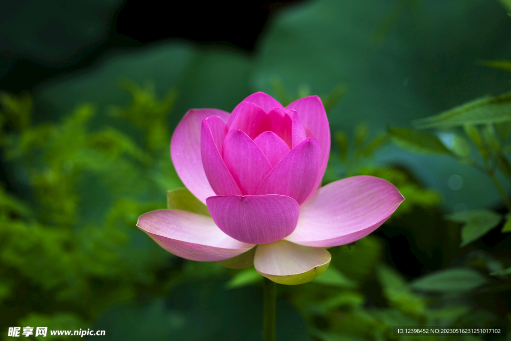 莲花