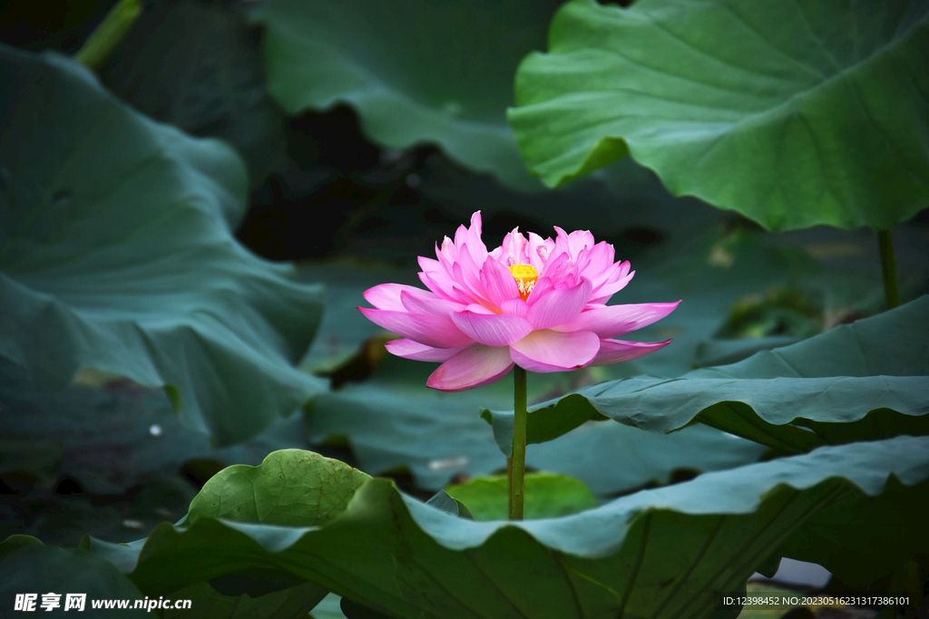 莲花莲花