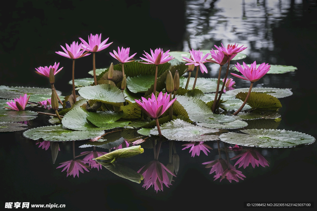 莲花