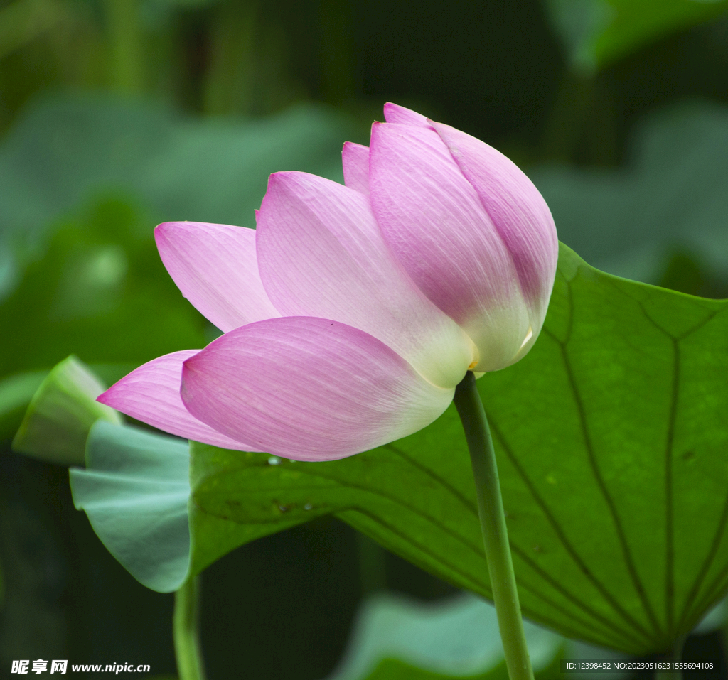 莲花