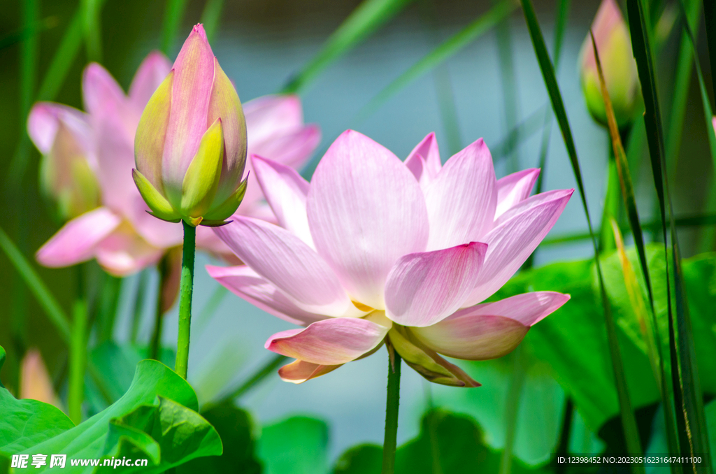 荷花