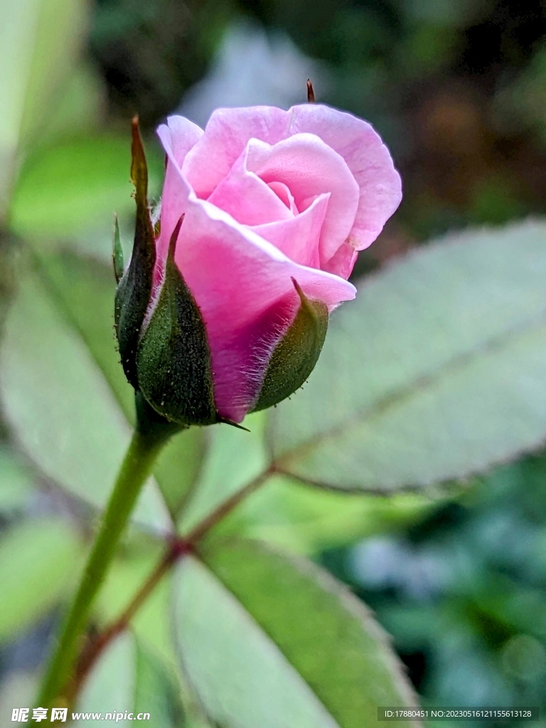 月季花