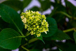 八仙花