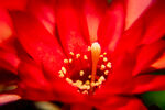 鼠尾掌花