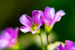 三叶草花
