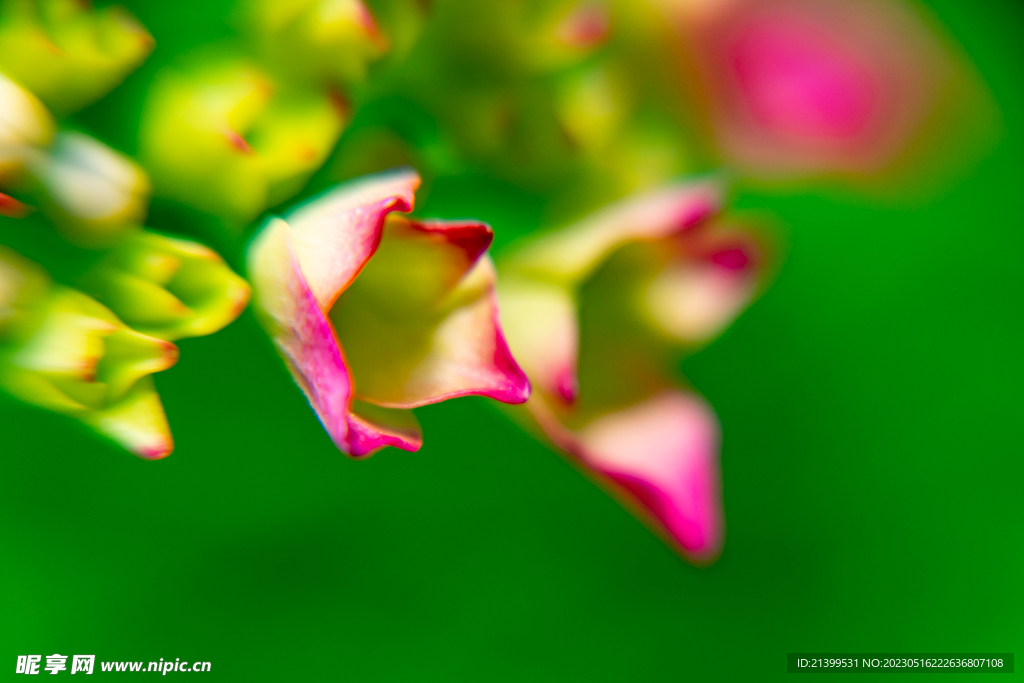 绣球花