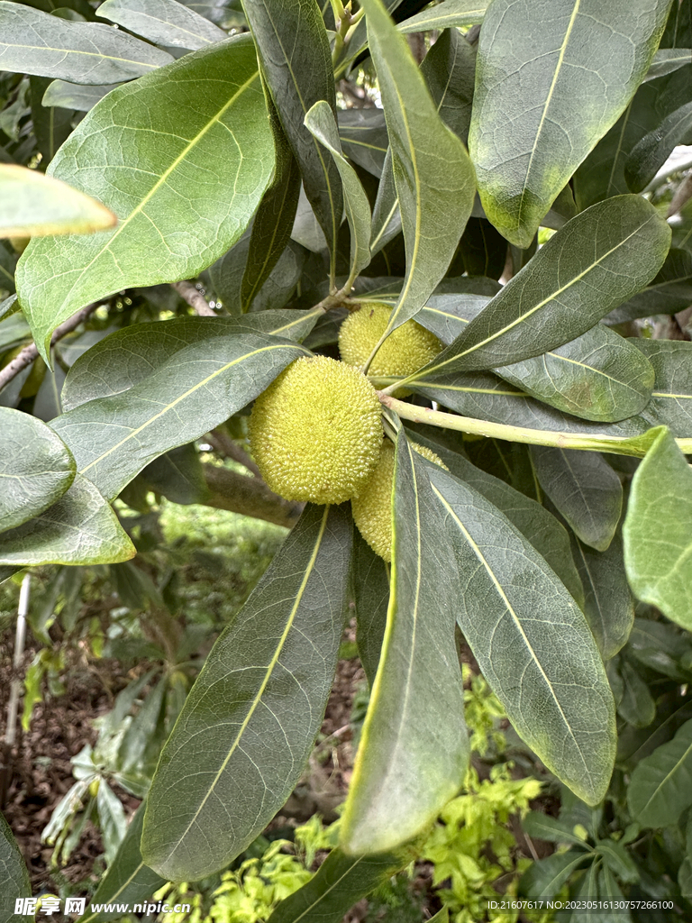 树上的新鲜杨梅近拍