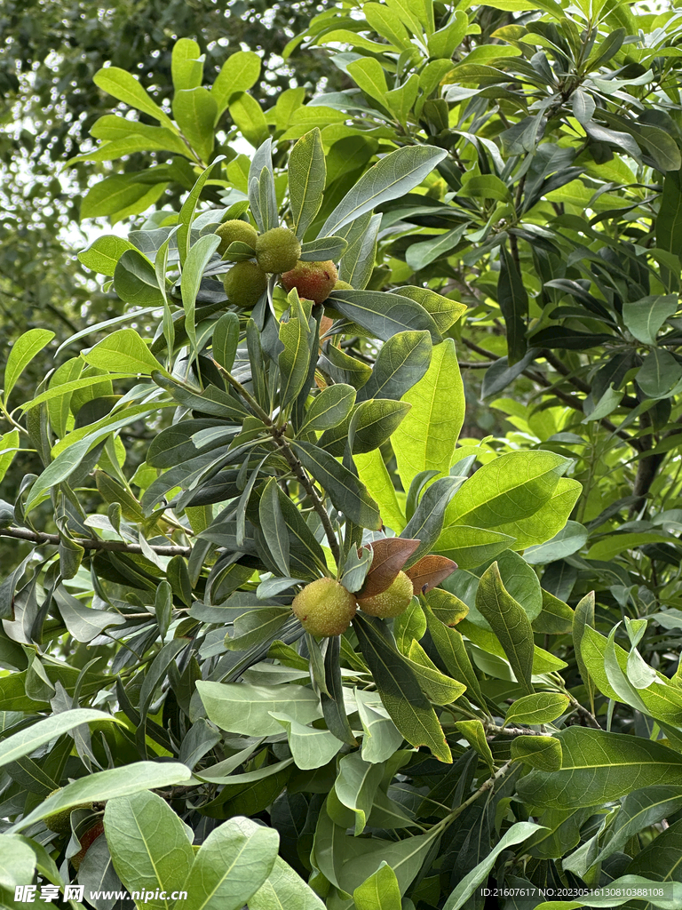 树上的一串杨梅